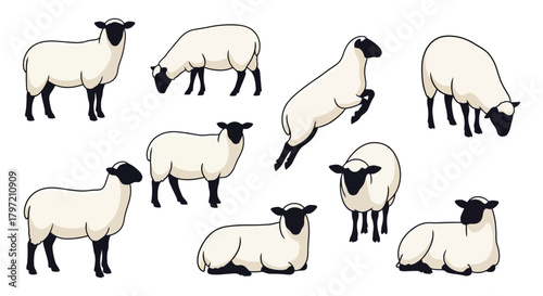 Collection of cute sheep and lambs in various poses. Farm animal vector illustration set isolated on white background