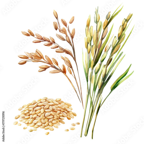 Minimal_Painted_in_watercolor, brown_rice, isolated_on_white, vector_EPS. vectorized