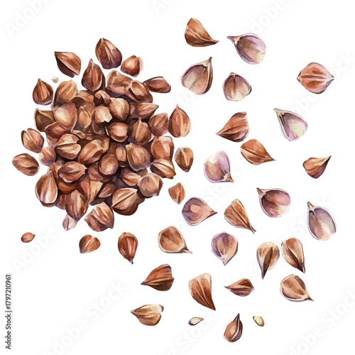 A minimal layout design, a Watercolor painting of a buckwheat seeds, delicately hand-painted with artistic brush strokes, white background, vector EPS