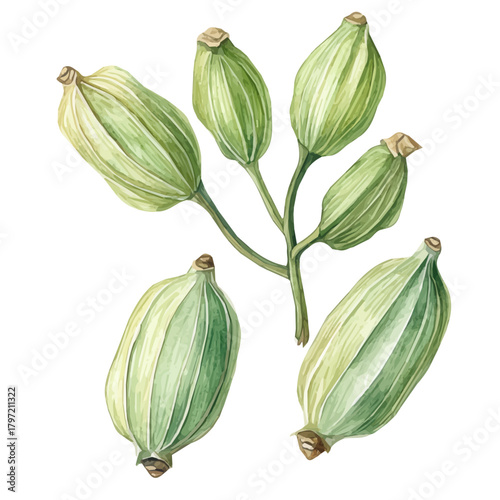 Minimal_Painted_in_watercolor, cardamom_pods, isolated_on_white, vector_EPS. vectorized