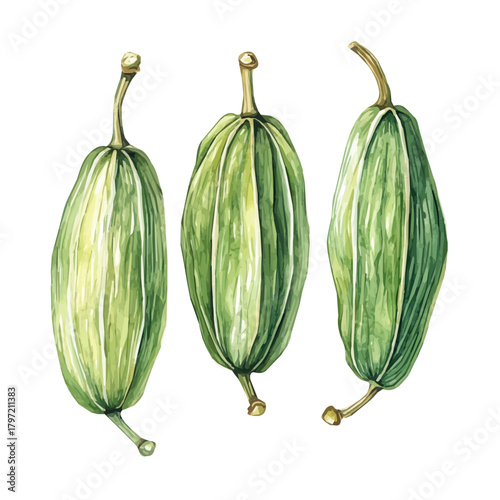 An Imaginary Minimalistic 2D flat icon_cardamom_pod, modern element in vector and EPS format_isolated on a white 