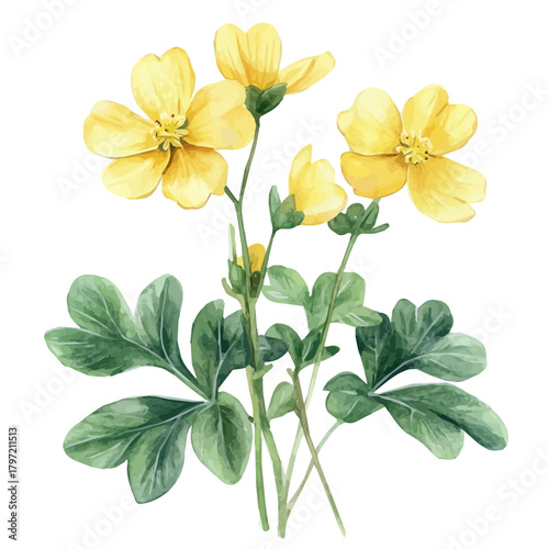 A minimal layout design, a Watercolor painting of a celandine herb, delicately hand-painted with artistic brush strokes, white background, vector EPS