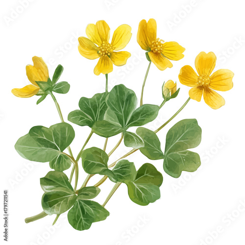 A minimal layout design, a Watercolor painting of a celandine herb, delicately hand-painted with artistic brush strokes, white background, vector EPS