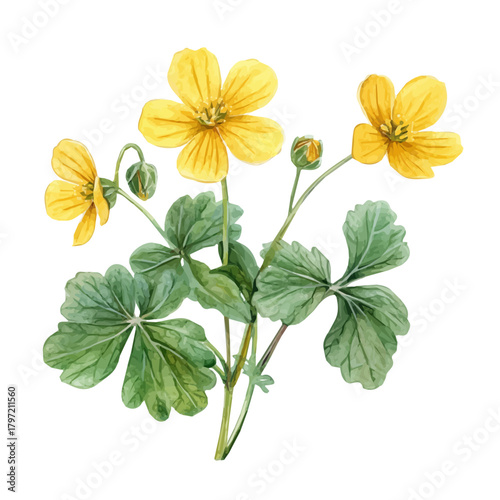 An Imaginary Minimalistic 2D flat icon_celandine_herb, modern element in vector and EPS format_isolated on a white 