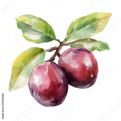 A minimal layout design, a Watercolor painting of a cocoplum fruit, delicately hand-painted with artistic brush strokes, white background, vector EPS