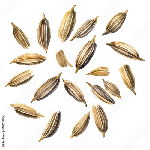 Vector Minimal yet artistic elements for creative designs. hand-drawn paint, A beautiful watercolor painting of a cumin seeds, EPS format, isolated on a white background