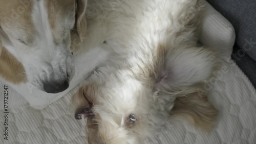 Close-up Play and Rest of Senior Beagle and Maltipoo Puppy
