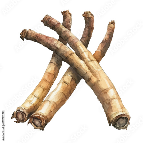 Vector Minimal yet artistic elements for creative designs. hand-drawn paint, A beautiful watercolor painting of a devilas claw root, EPS format, isolated on a white background