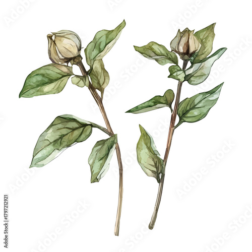 An Imaginary Minimalistic 2D flat icon dried basil, modern element in vector and EPS format, isolated on a white background, Simple illustration