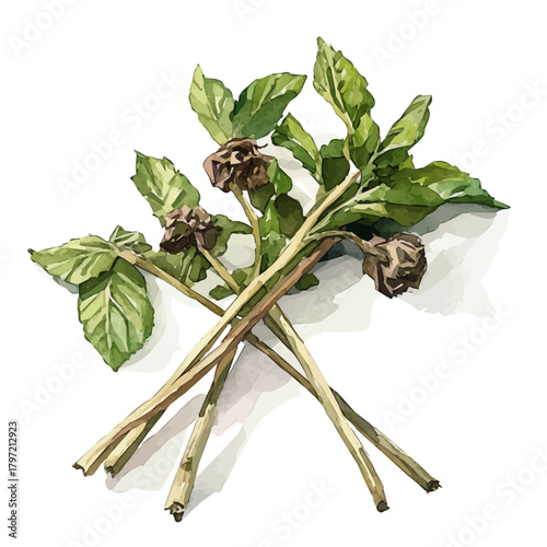 An Imaginary Minimalistic 2D flat icon dried mint, modern element in vector and EPS format, isolated on a white background, Simple illustration