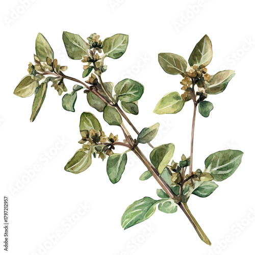 An Imaginary Minimalistic 2D flat icon dried oregano, modern element in vector and EPS format, isolated on a white background, Simple illustration