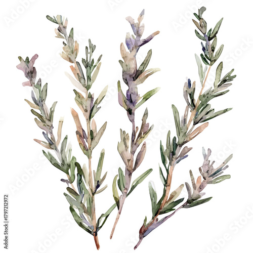An Imaginary Minimalistic 2D flat icon dried rosemary, modern element in vector and EPS format, isolated on a white background, Simple illustration