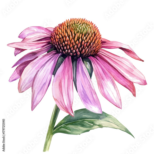 Watercolor type, An Imaginary Minimalistic 2D flat icon echinacea_flower, modern element in vector and EPS format, isolated on a white background, Simple illustration