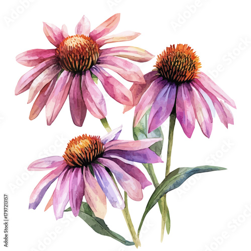 Watercolor type, An Imaginary Minimalistic 2D flat icon echinacea flowers, modern element in vector and EPS format, isolated on a white background, Simple illustration