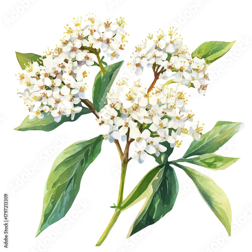 Watercolor type, An Imaginary Minimalistic 2D flat icon elderflower_blossoms, modern element in vector and EPS format, isolated on a white background, Simple illustration