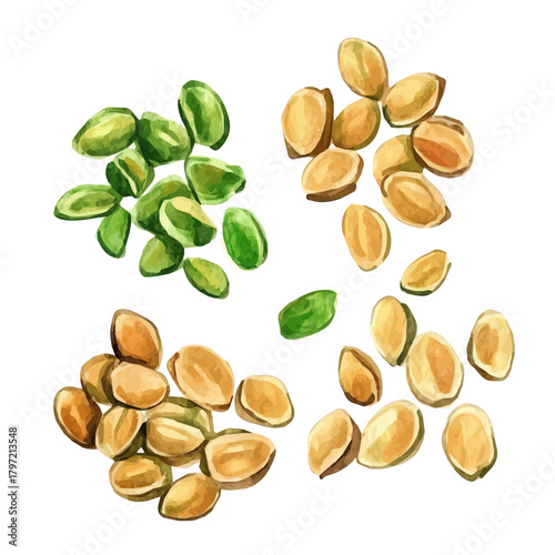 Watercolor type, An Imaginary Minimalistic 2D flat icon fenugreek_seeds, modern element in vector and EPS format, isolated on a white background, Simple illustration