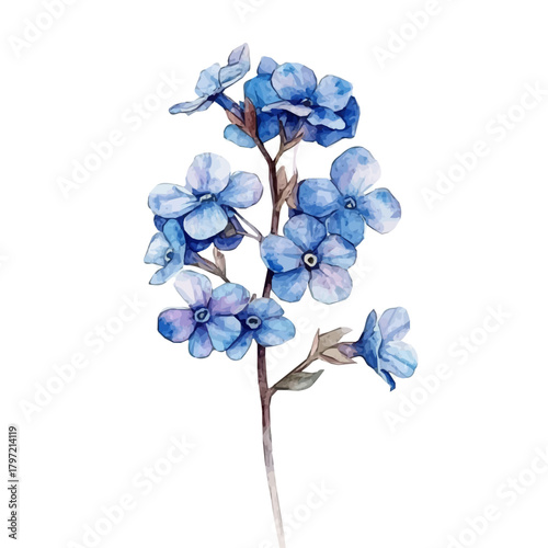 Vector Minimal yet artistic elements for creative designs. hand-drawn paint, A beautiful painting of a forget-me-not flower, EPS format, isolated on a white background, watercolor illustration