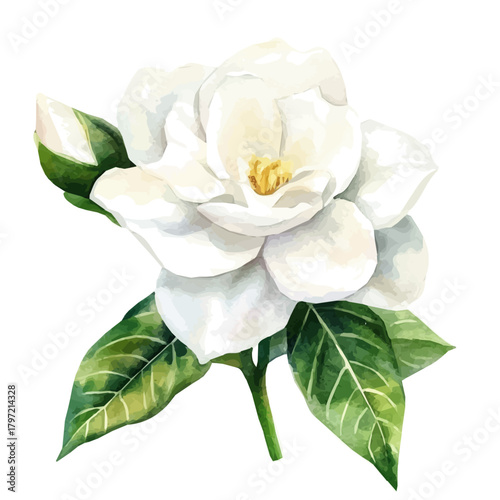 Vector Minimal yet artistic elements for creative designs. hand-drawn paint, A beautiful painting of a gardenia flower , EPS format, isolated on a white background, watercolor illustration