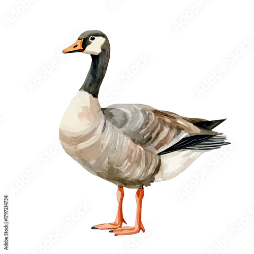 Watercolor type, An Imaginary Minimalistic 2D flat icon goose bird, modern element in vector and EPS format, isolated on a white background, Simple illustration