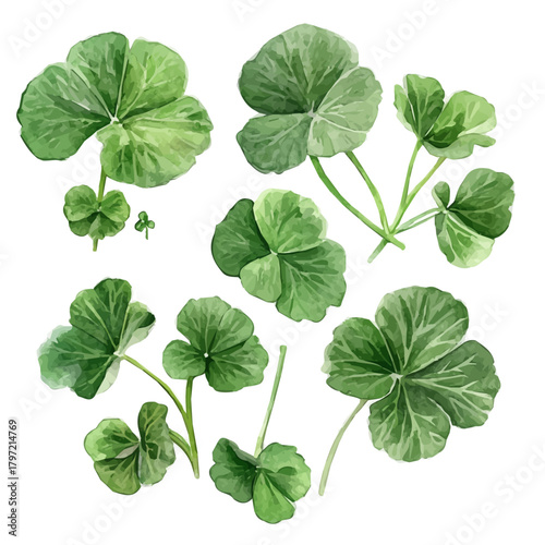 Watercolor type, An Imaginary Minimalistic 2D flat icon gotu kola leaves, modern element in vector and EPS format, isolated on a white background, Simple illustration