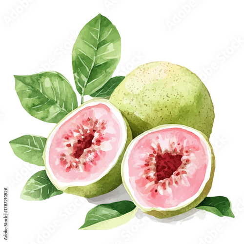 Watercolor type, An Imaginary Minimalistic 2D flat icon guava fruit, modern element in vector and EPS format, isolated on a white background, Simple illustration