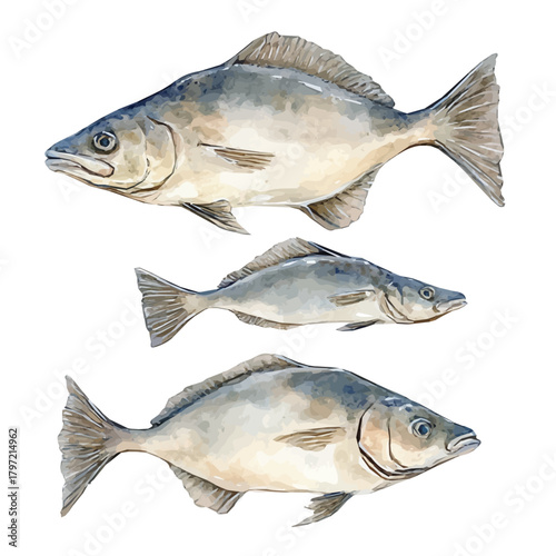 Watercolor type, An Imaginary Minimalistic 2D flat icon halibut fish, modern element in vector and EPS format, isolated on a white background, Simple illustration