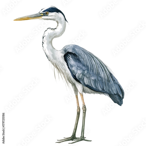 Watercolor type, An Imaginary Minimalistic 2D flat icon heron bird, modern element in vector and EPS format, isolated on a white background, Simple illustration