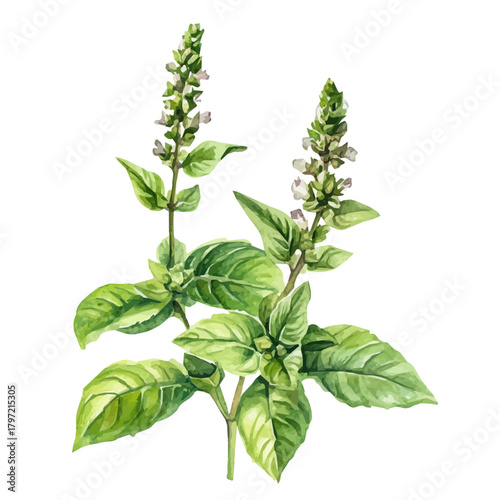 Watercolor type, An Imaginary Minimalistic 2D flat icon holy basil, modern element in vector and EPS format, isolated on a white background, Simple illustration