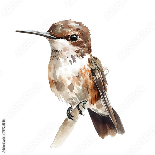 An Imaginary Minimalistic 2D flat icon hummingbird, modern element in vector and EPS format, isolated on a white background, Simple illustration