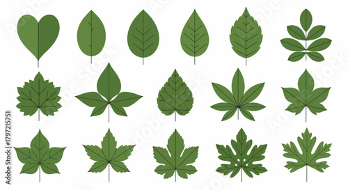 Botanical Vector Set Diverse Leaf Shapes and Foliage Elements for Design Projects