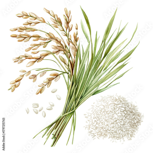 Minimal yet artistic elements for creative designs. EPS format, isolated on a white background, painting design, hand-drawn paint, Simple Illustration, A beautiful painting of jasmine rice