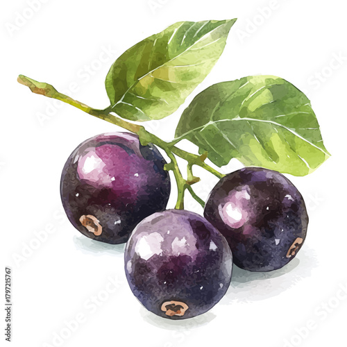 Minimal yet artistic elements for creative designs. EPS format, isolated on a white background, painting design, hand-drawn paint, Simple Illustration, A beautiful painting of jaboticaba fruit