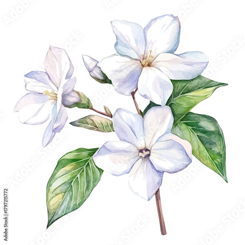 Minimal yet artistic elements for creative designs. EPS format, isolated on a white background, painting design, hand-drawn paint, Simple Illustration, A beautiful painting of jasmine flower