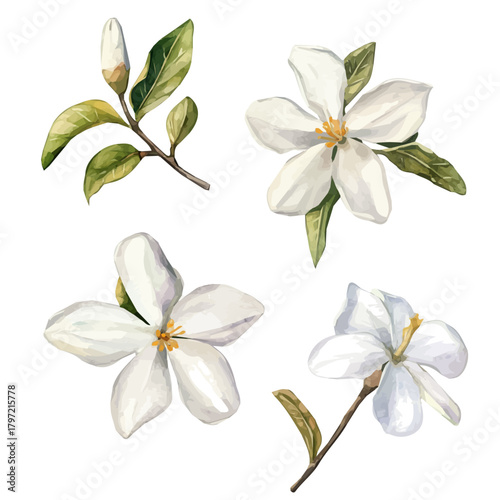 An Imaginary Minimalistic 2D flat icon jasmine flower set, modern element in vector and EPS format, isolated on a white background, Simple illustration
