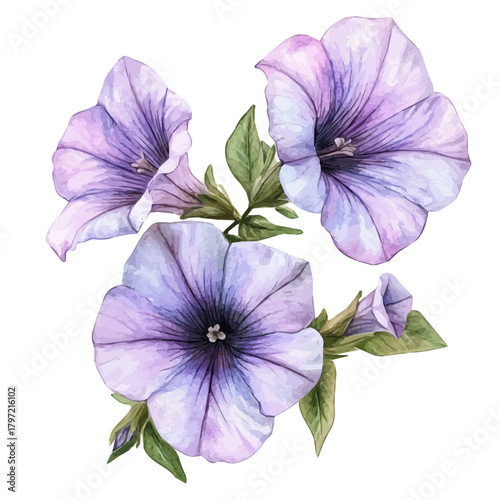 A hand-drawn paint, Simple Illustration, A beautiful painting of petunia flower, EPS format, isolated on a white background, watercolor style, minimal yet artistic elements for creative designs