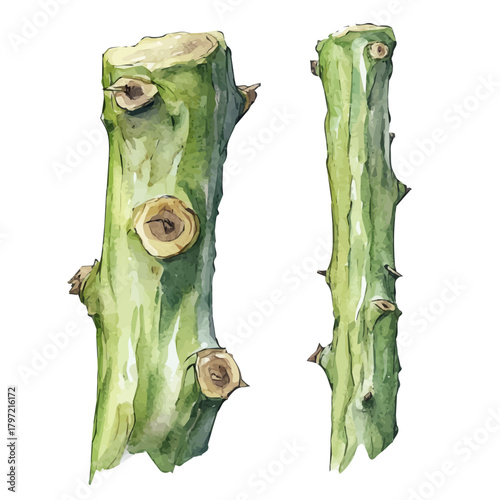 An Imaginary Minimalistic 2D flat icon prickly ash bark, modern element in vector and EPS format, isolated on a white background, Simple illustration