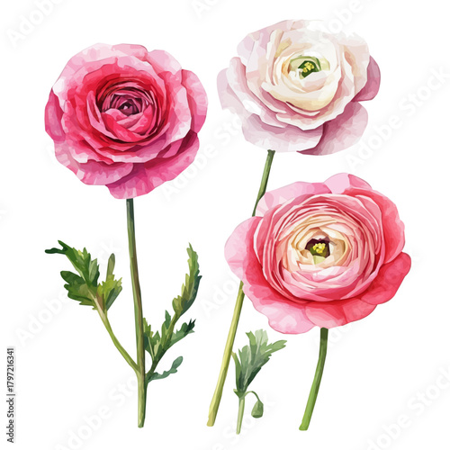 An Imaginary Minimalistic 2D flat icon ranunculus flower, modern element in vector and EPS format, isolated on a white background, Simple illustration