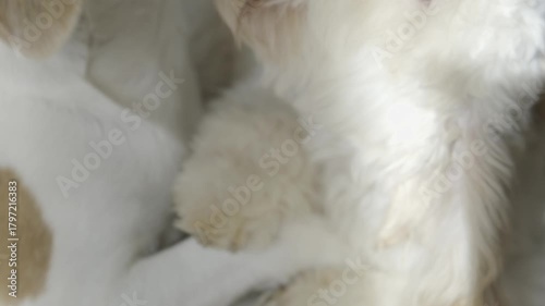 Close-up Affectionate Nuzzling and Play of Senior Beagle and Puppy