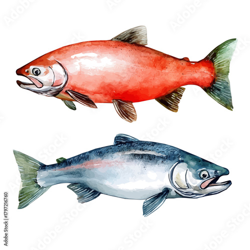 Cute design, An Imaginary Minimalistic 2D flat icon salmon fish, modern element in vector and EPS format, isolated on a white background, Simple illustration