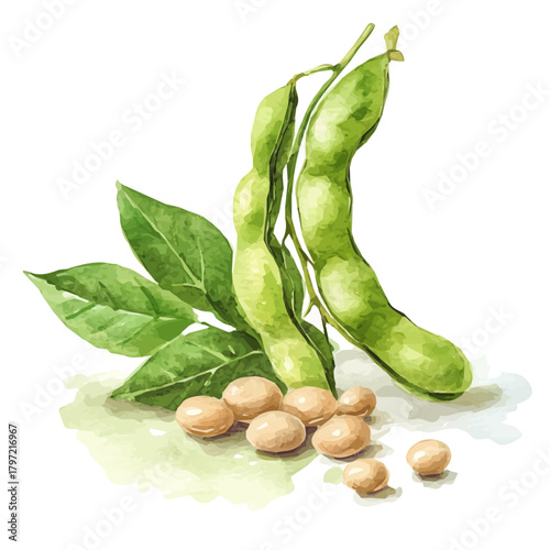 Minimal yet artistic elements for creative designs. hand-drawn paint, Simple Illustration, A beautiful painting of soybeans, EPS format, isolated on a white background, watercolor style