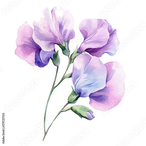 Minimal yet artistic elements for creative designs. hand-drawn paint, Simple Illustration, A beautiful painting of sweet pea flower, EPS format, isolated on a white background, watercolor style