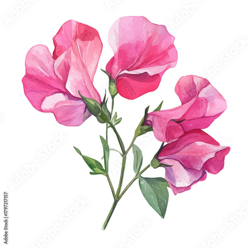 Minimal yet artistic elements for creative designs. hand-drawn paint, Simple Illustration, A beautiful painting of sweet pea flower, EPS format, isolated on a white background