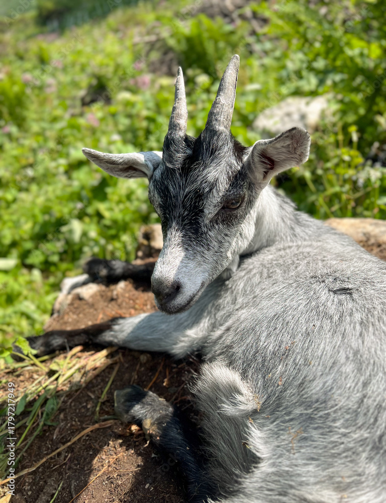 Fototapeta premium Calm Grey and White Alpine Goat Resting Peacefully in the Warm Sunlight