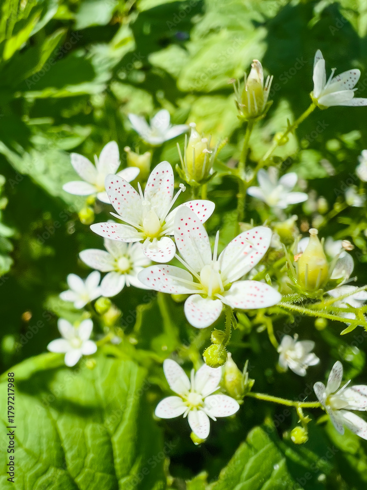 Obraz premium Extreme macro close-up of delicate white Alpine wildflowers (Saxifraga aizooides) with distinctive red spots on their petals, surrounded by lush green leaves under bright, natural sunlight.