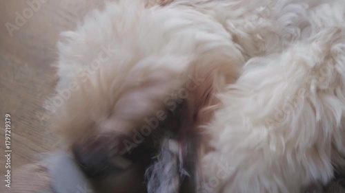 Maltipoo Puppy Playing Tug-of-War with Owner's Slipper