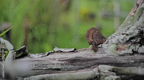 wood mushroom in the tree