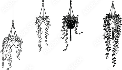 Minimalist hanging plant pots with trailing vines, black and white botanical illustration, indoor home decor, modern boho wall art design, vector graphic