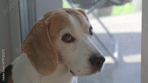 Senior Beagle Portrait Looking Intently Out Window