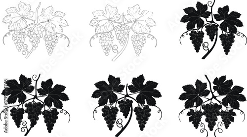 Detailed grapevine silhouette and line art vector set featuring black and white grape bunches, leaves, and elegant vineyard design