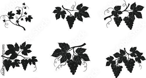 Collection of grapevine silhouette branches with grape clusters and leaves, elegant vineyard vector illustration perfect for wine, design, and decor